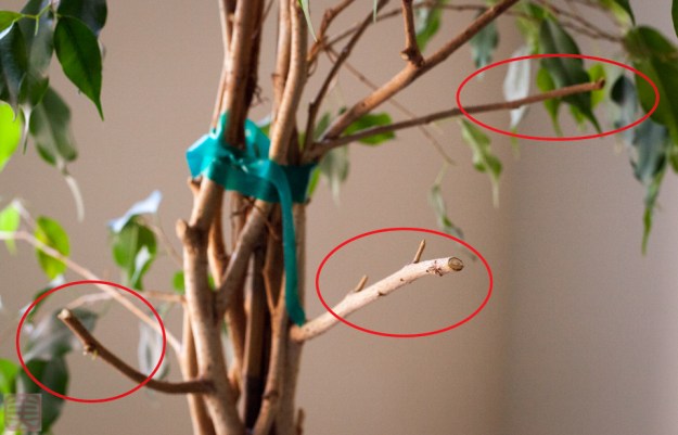 20140620-IMG_4688-Edit