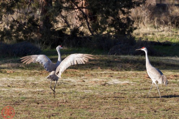 Focus now. Flap your wings like this.