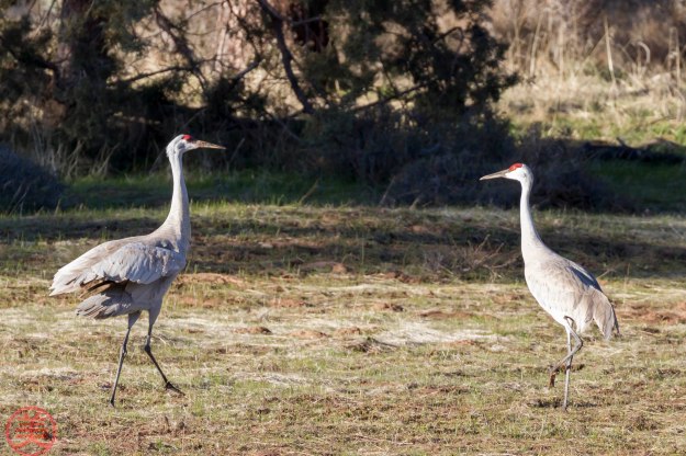 Now, show me how you do it, Son. Dad... Do I have to?