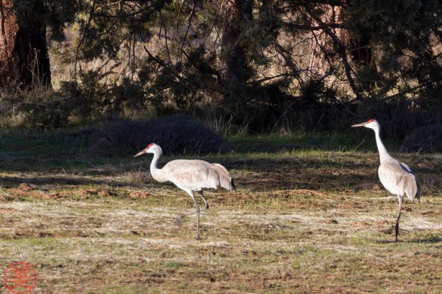 Next, hold your body low like this before open your wings.