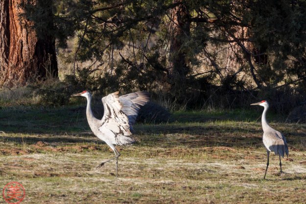 Then spread your wings.