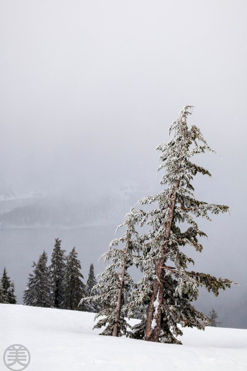 Windy snowy day. Crater Lake is behind the tree but you can see only a hint of island shape.