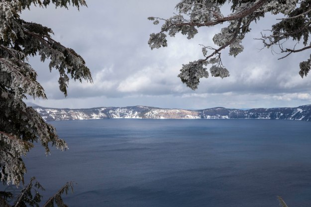 The iced branches look like flower blossomed trees.