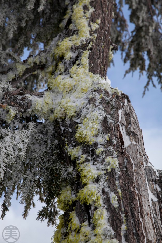 A tree by Crater Lake. The bark is pealed off by strong wind and snow? I want to get the vitality like this!