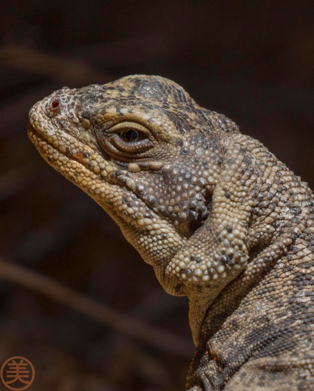 20160417-_MG_5496-Edit