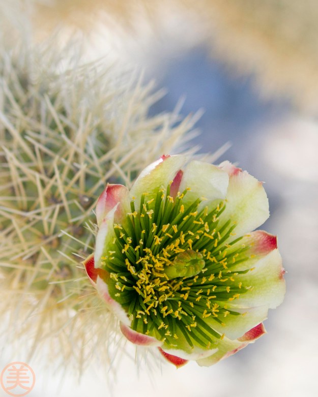Cholla Cactus の花