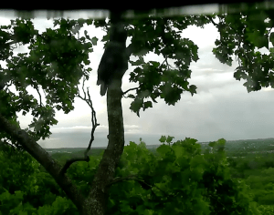 Screen Shot 2016-06-05 at 5.08.28 PM