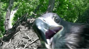 Screen Shot 2016-06-06 at 8.39.42 AM