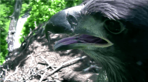 Screen Shot 2016-06-06 at 8.40.58 AM