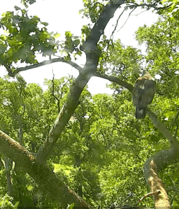 Screen Shot 2016-06-06 at 8.56.41 AM