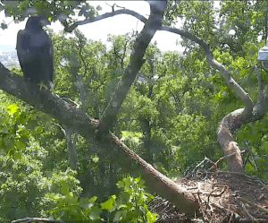 Screen Shot 2016-06-08 at 10.46.10 AM