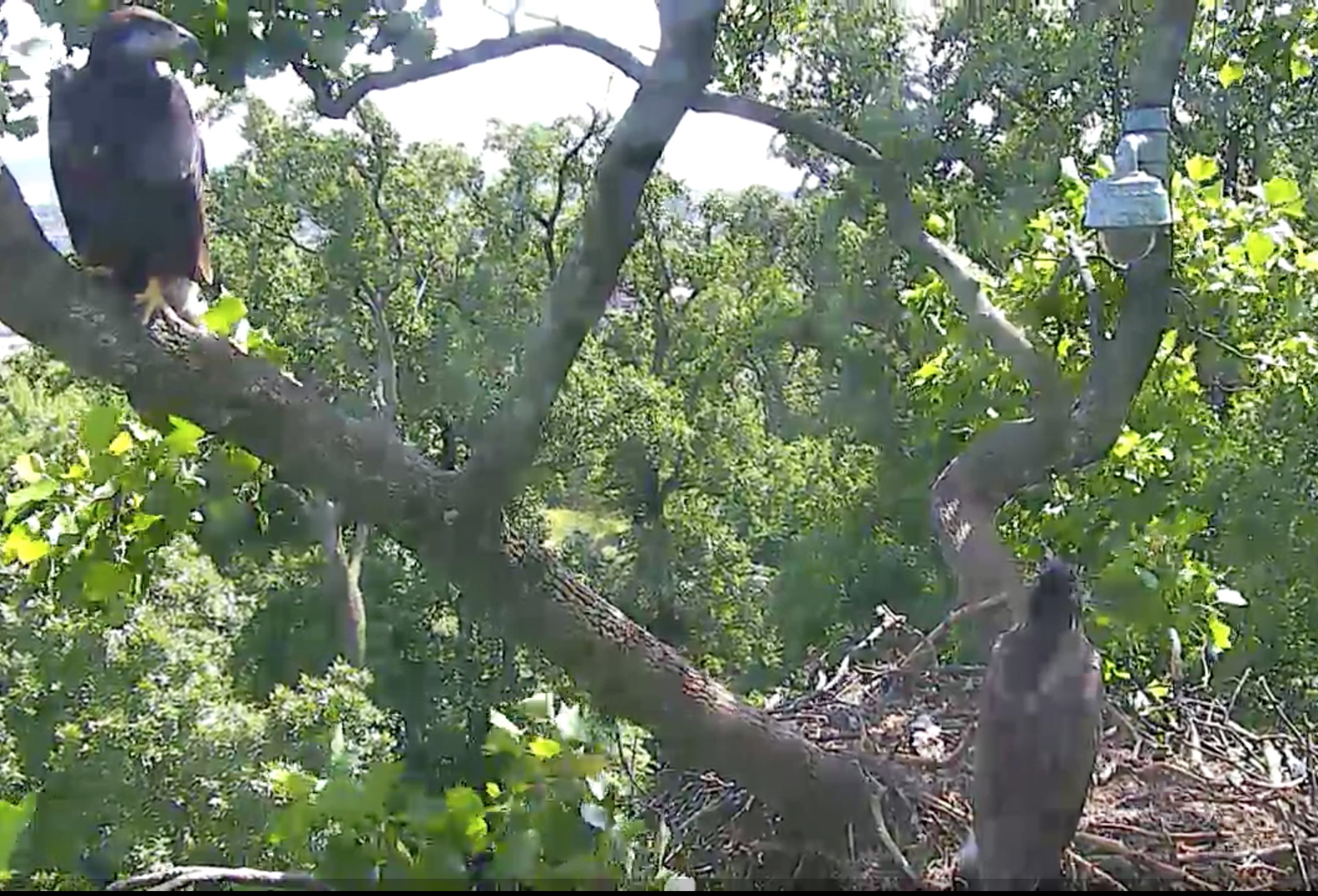 Screen Shot 2016-06-08 at 12.19.14 PM