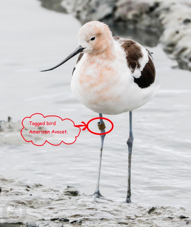 20170218-_ma_9537-edit