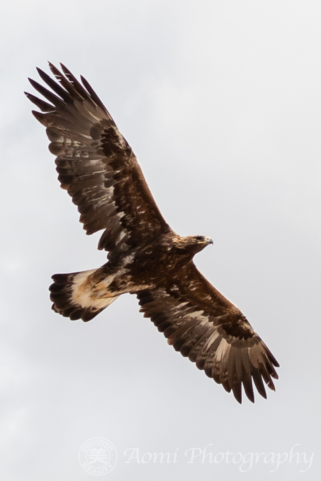 イヌワシ | aomi3 now