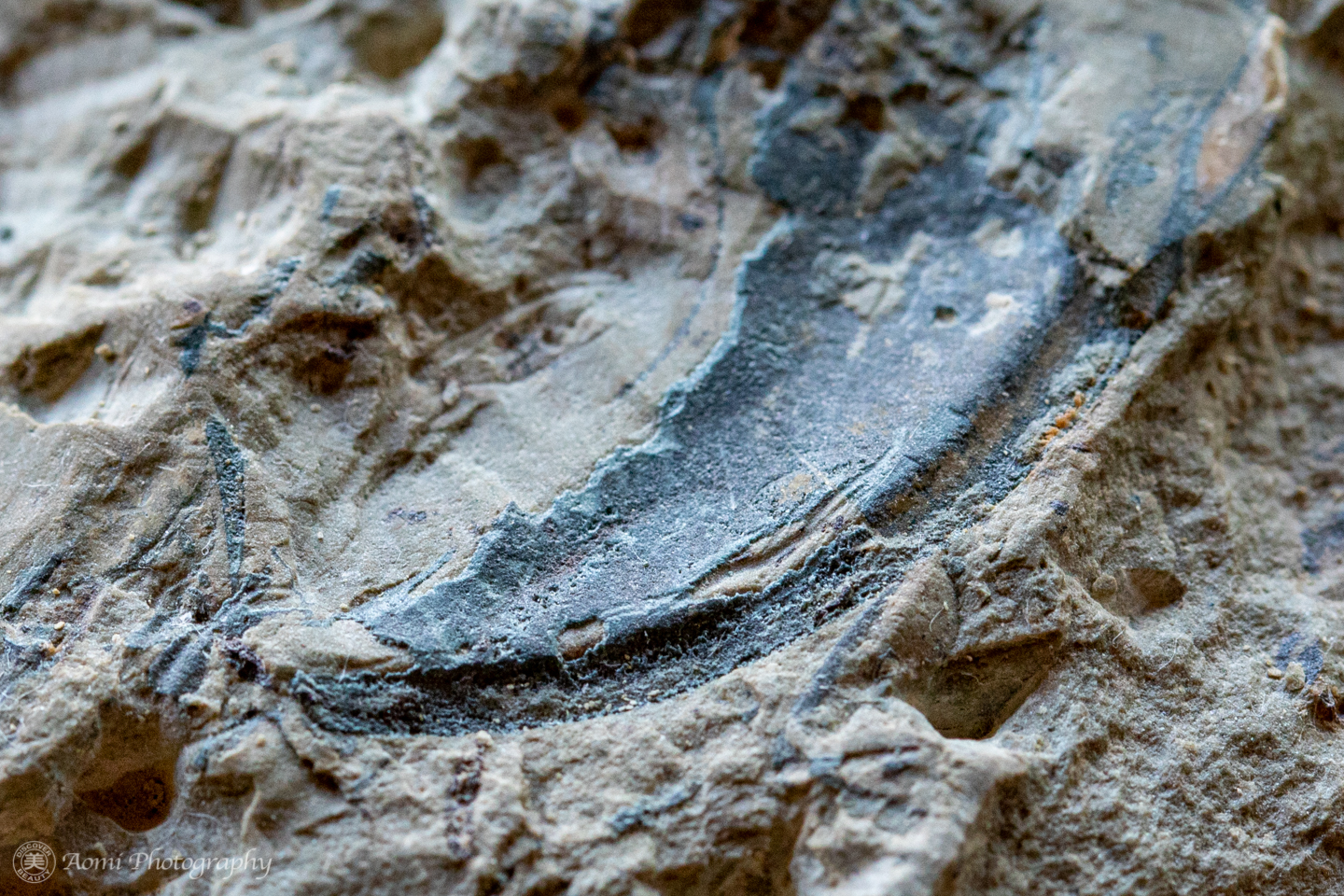 三葉虫を探せ – Finding Trilobites | aomi3 now
