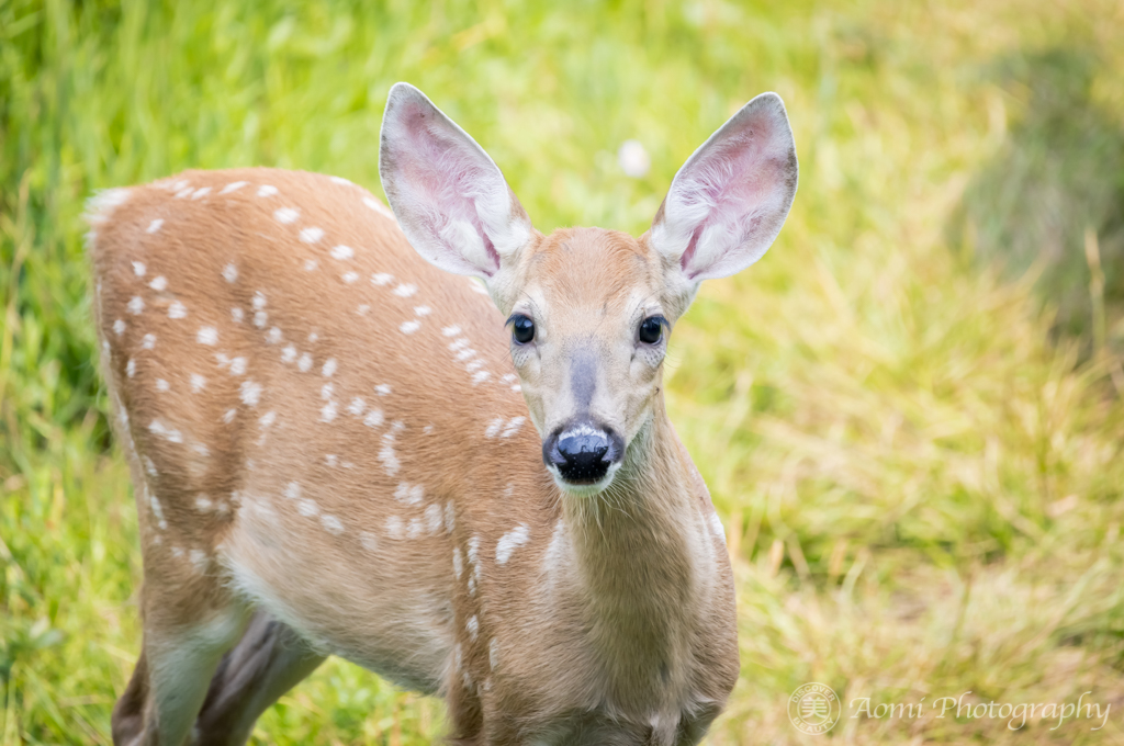 小鹿 MORIWAKI ONLINE SHOP.