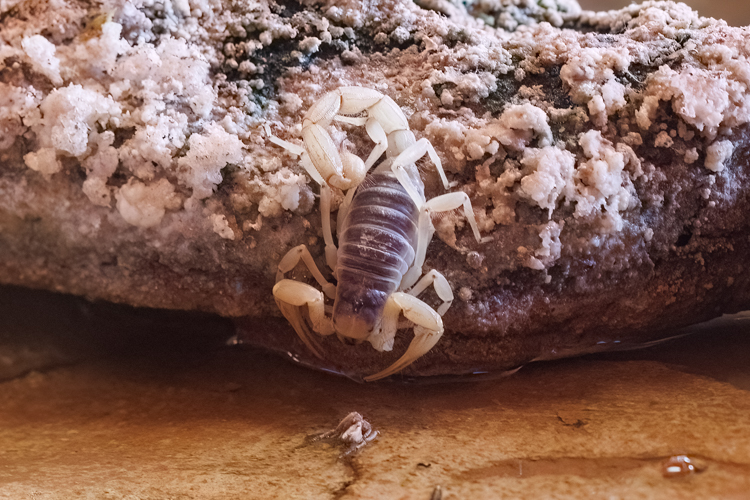 サソリ | aomi3 now