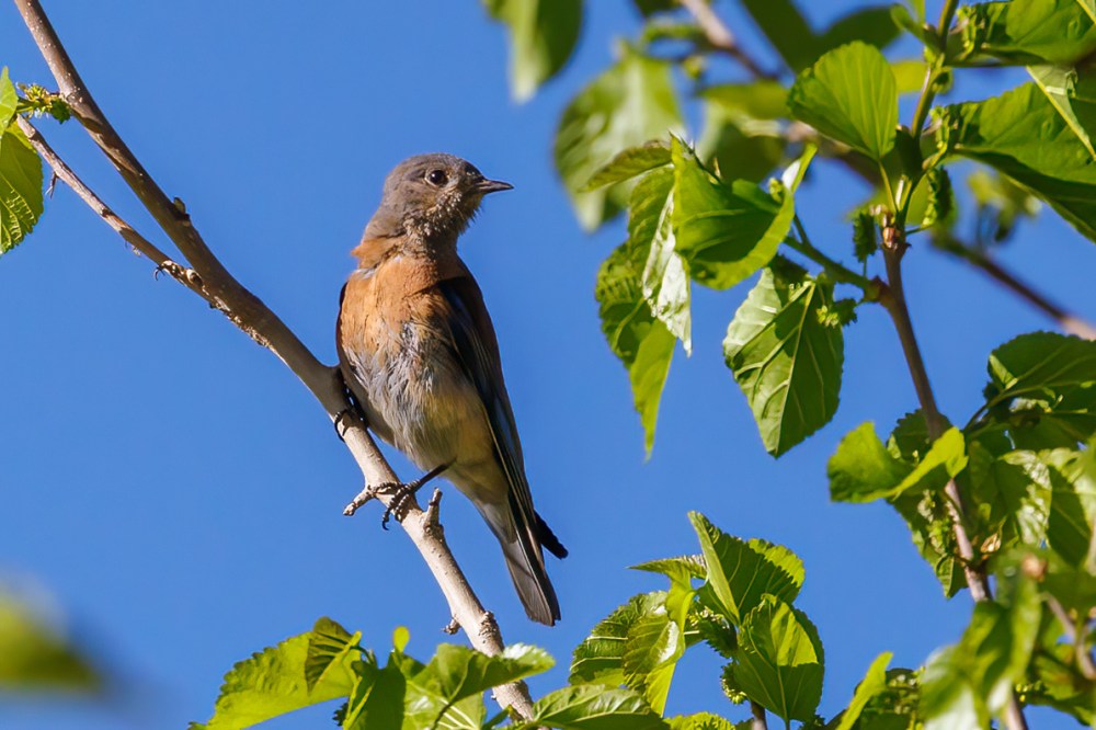 White crowned sparrow