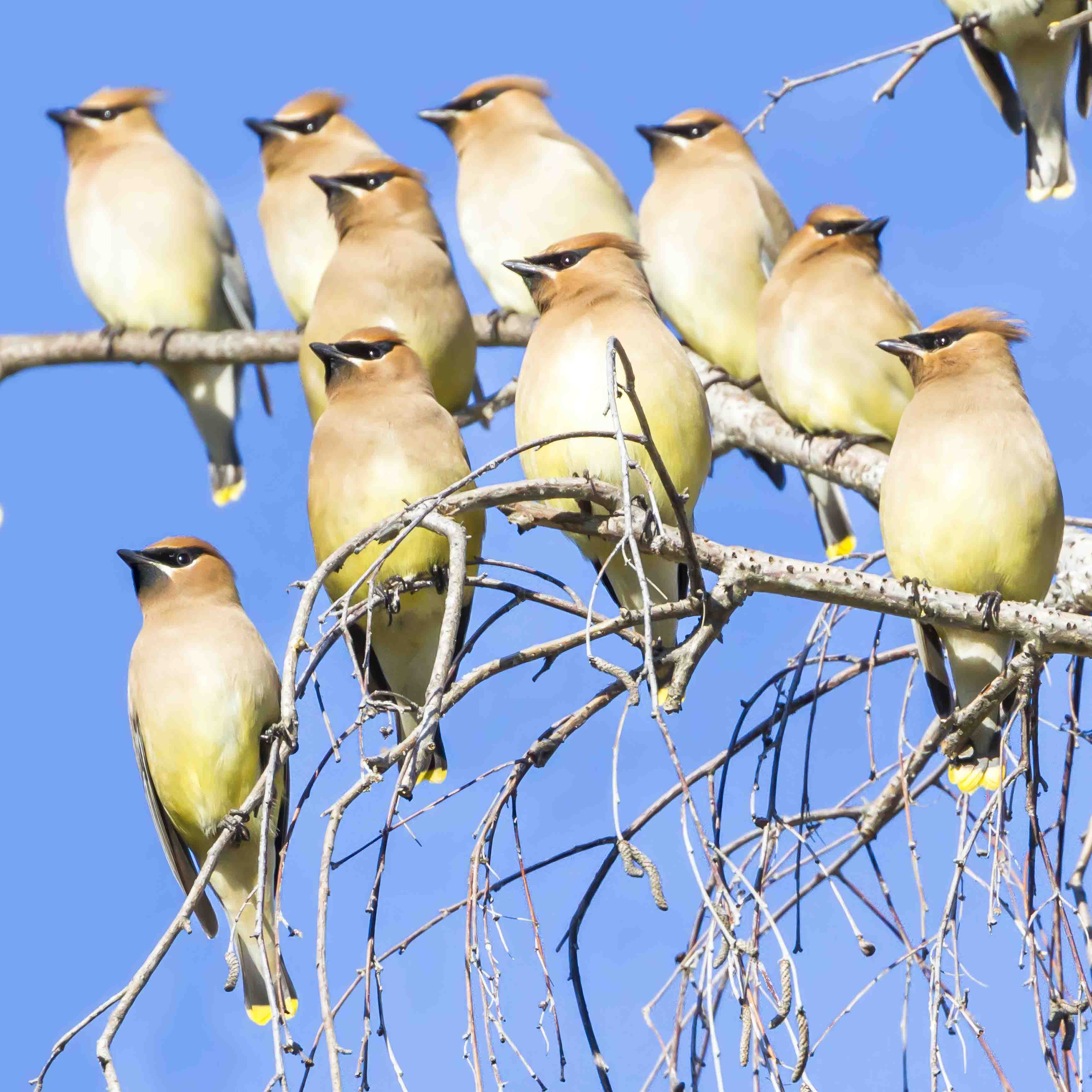 ヒメレンジャクのスタディバード バードカービング　他 ヒメレンジャク Cedar Waxwing | aomi3 now