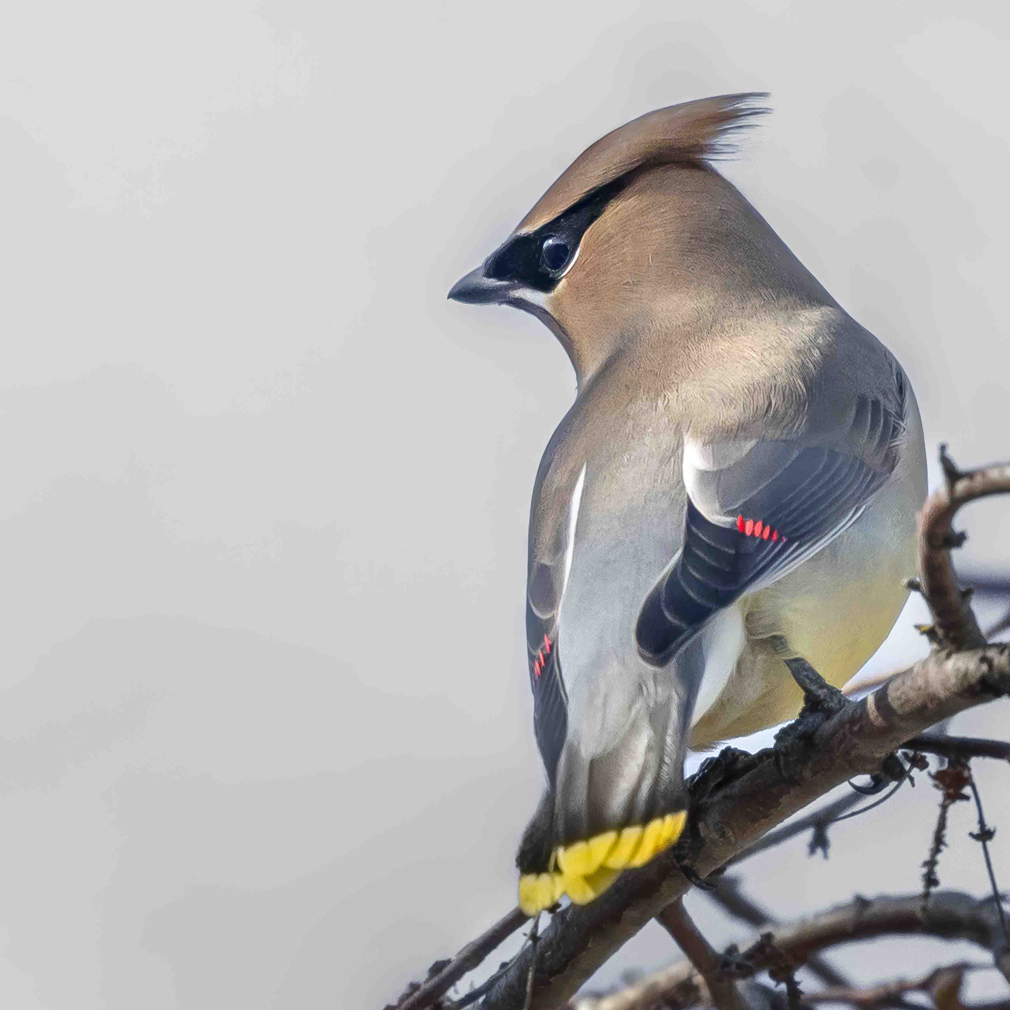 ヒメレンジャクのスタディバード バードカービング　他 ヒメレンジャク Cedar Waxwing | aomi3 now