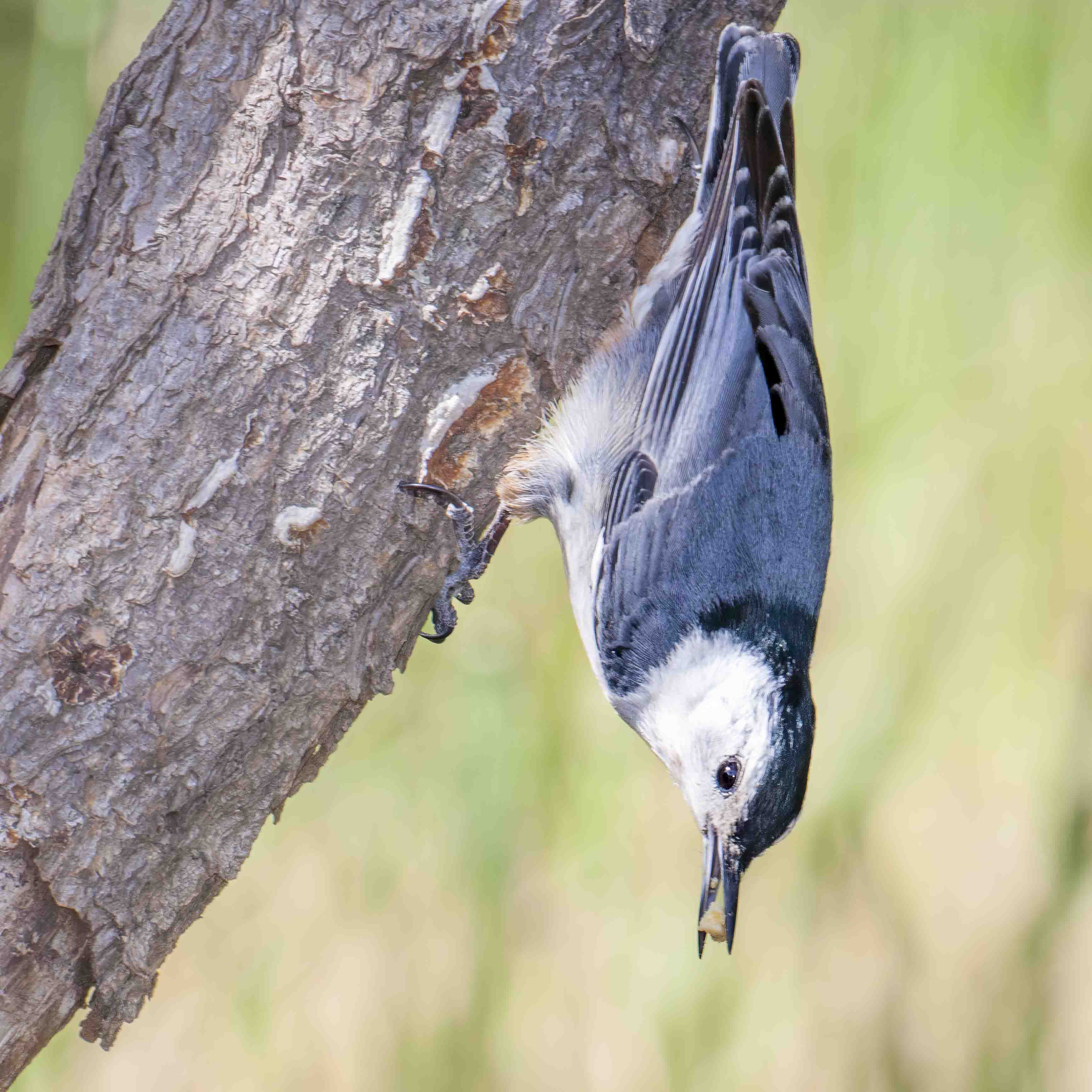 small birds | aomi3 now