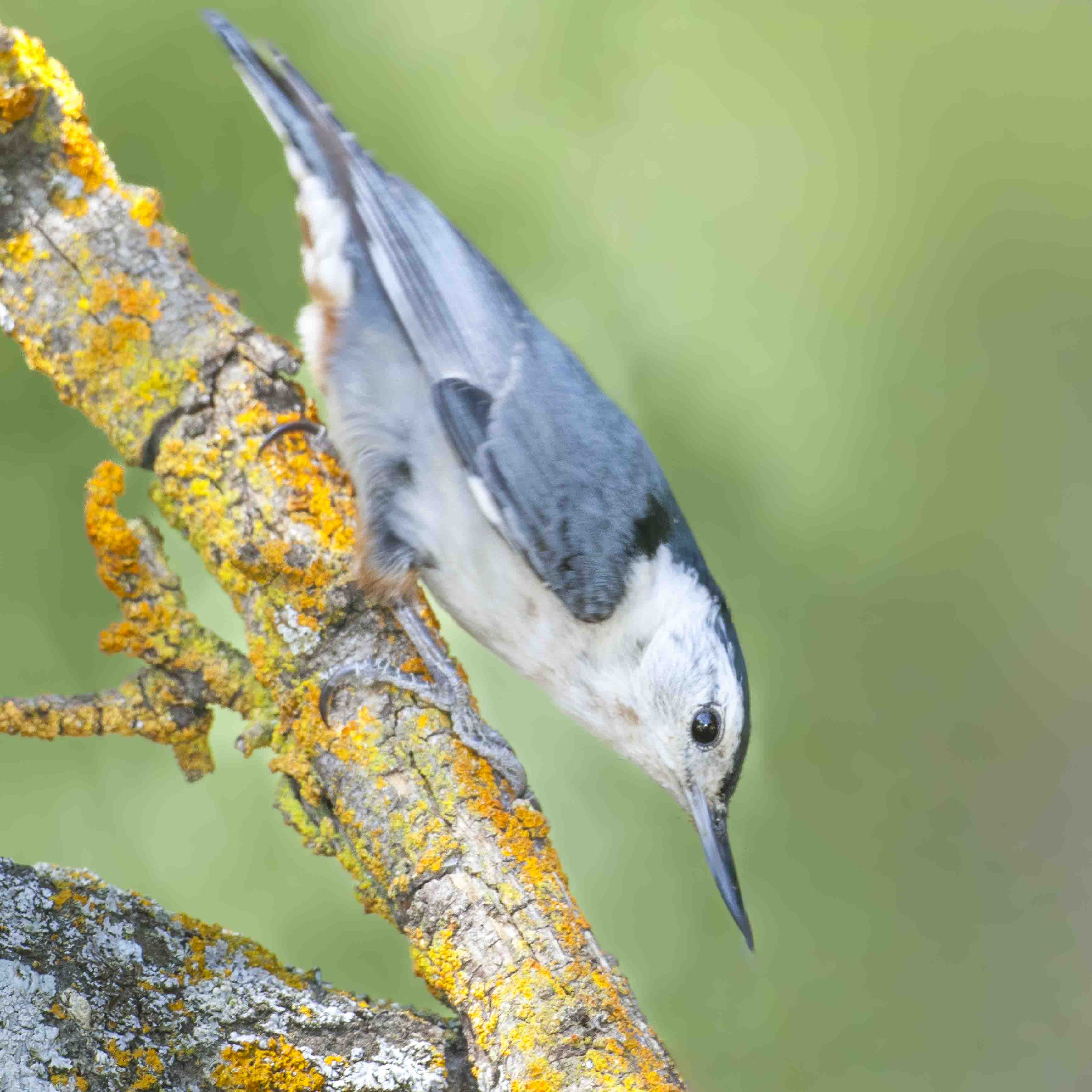 small birds | aomi3 now