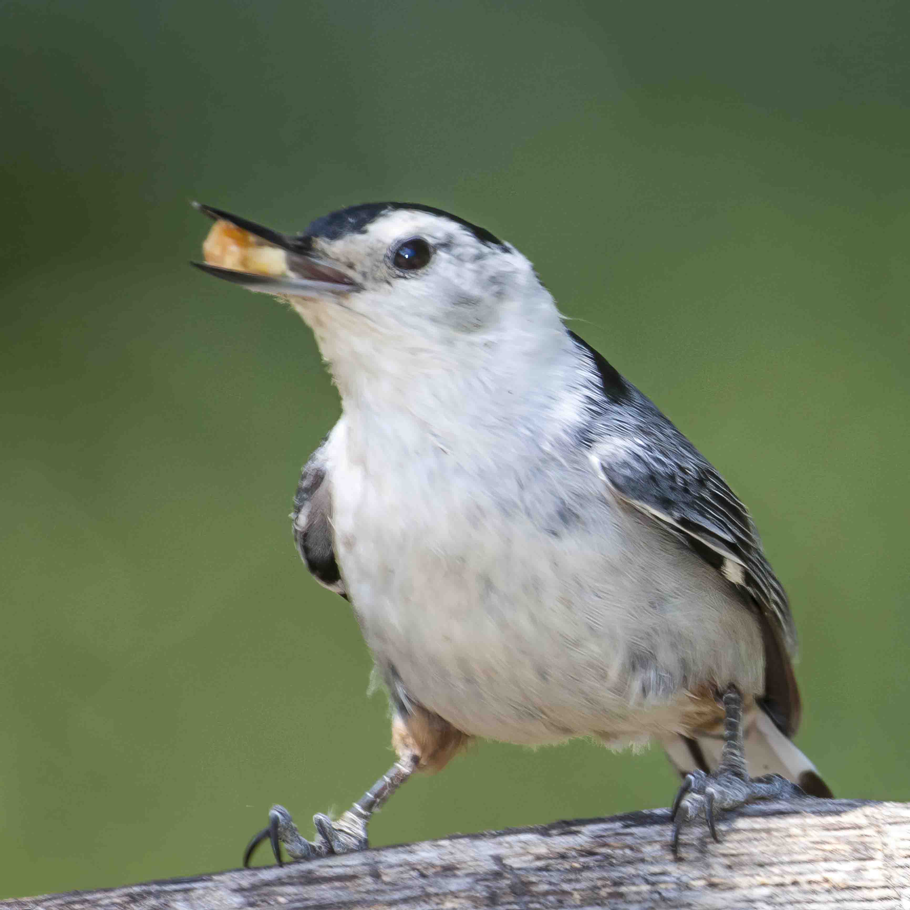 small birds | aomi3 now