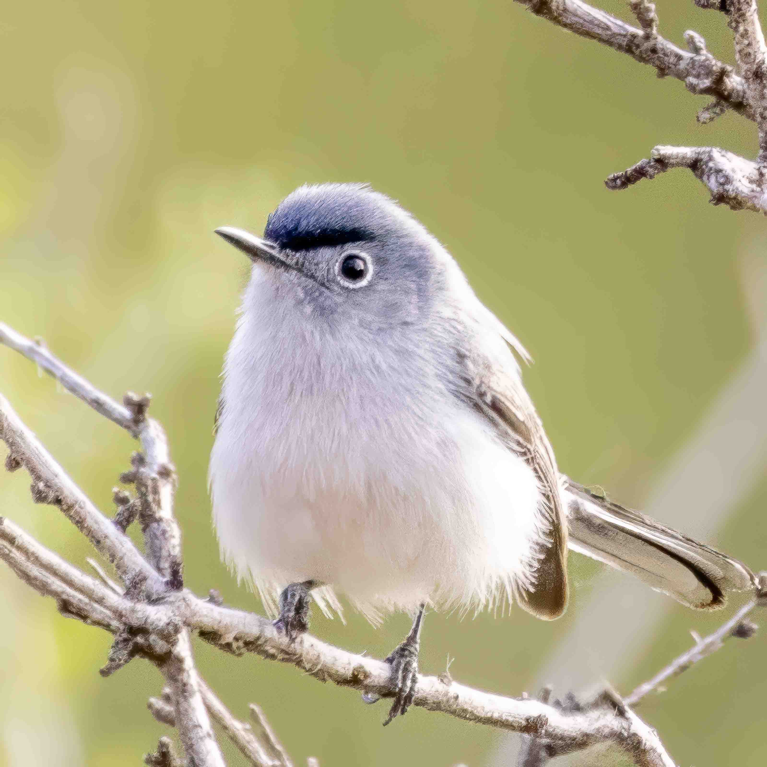 small birds | aomi3 now
