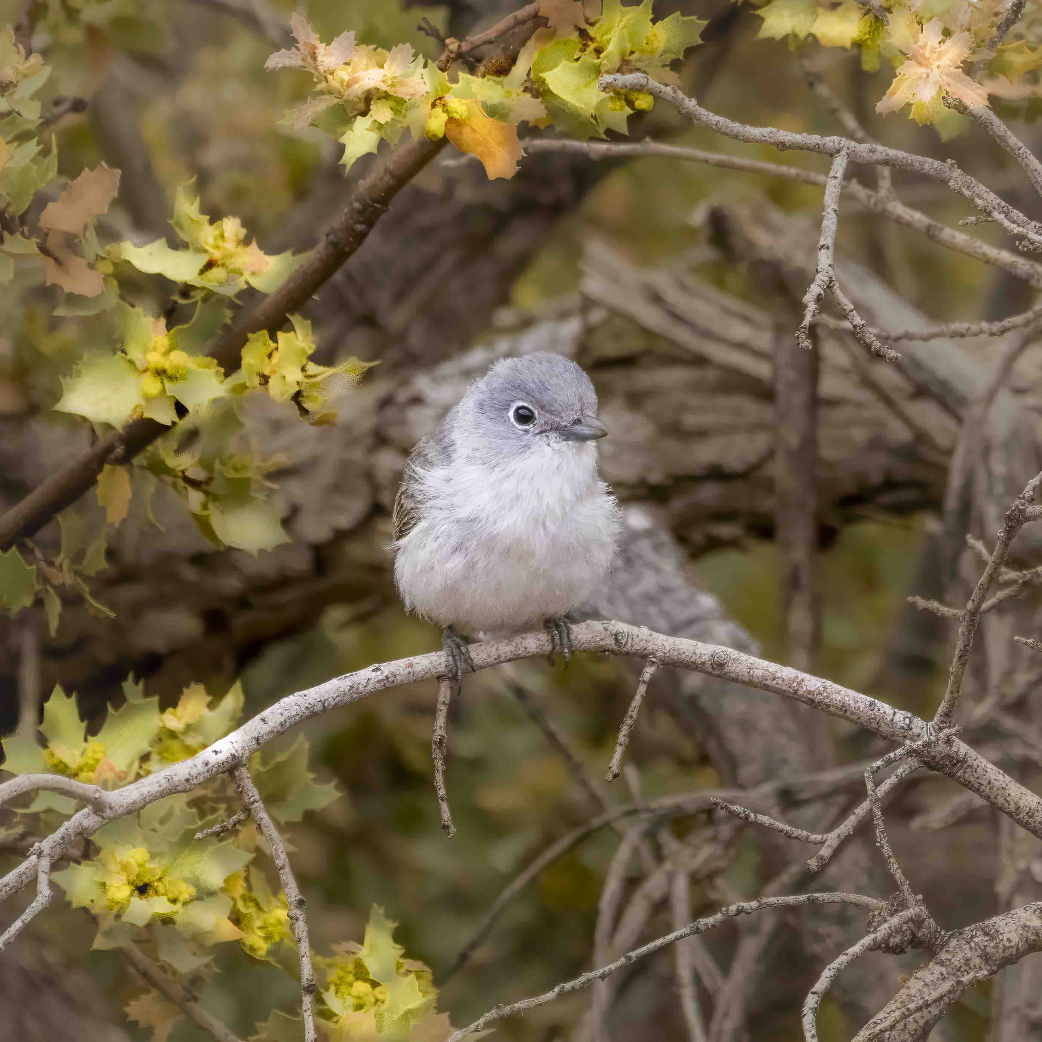 small birds | aomi3 now