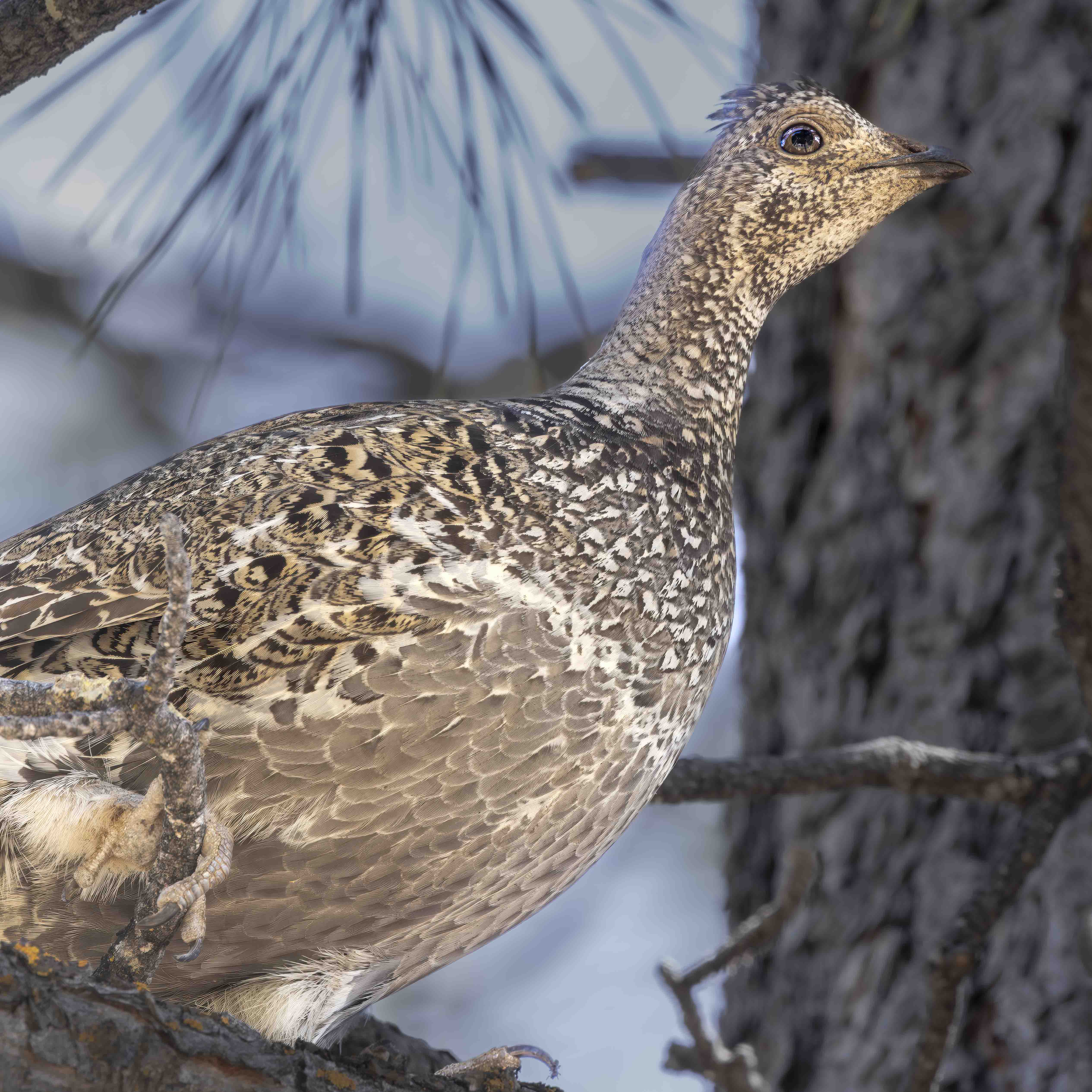 Birds ライチョウ Summer Grouse 販売終了】Birds by Toikka | Summer