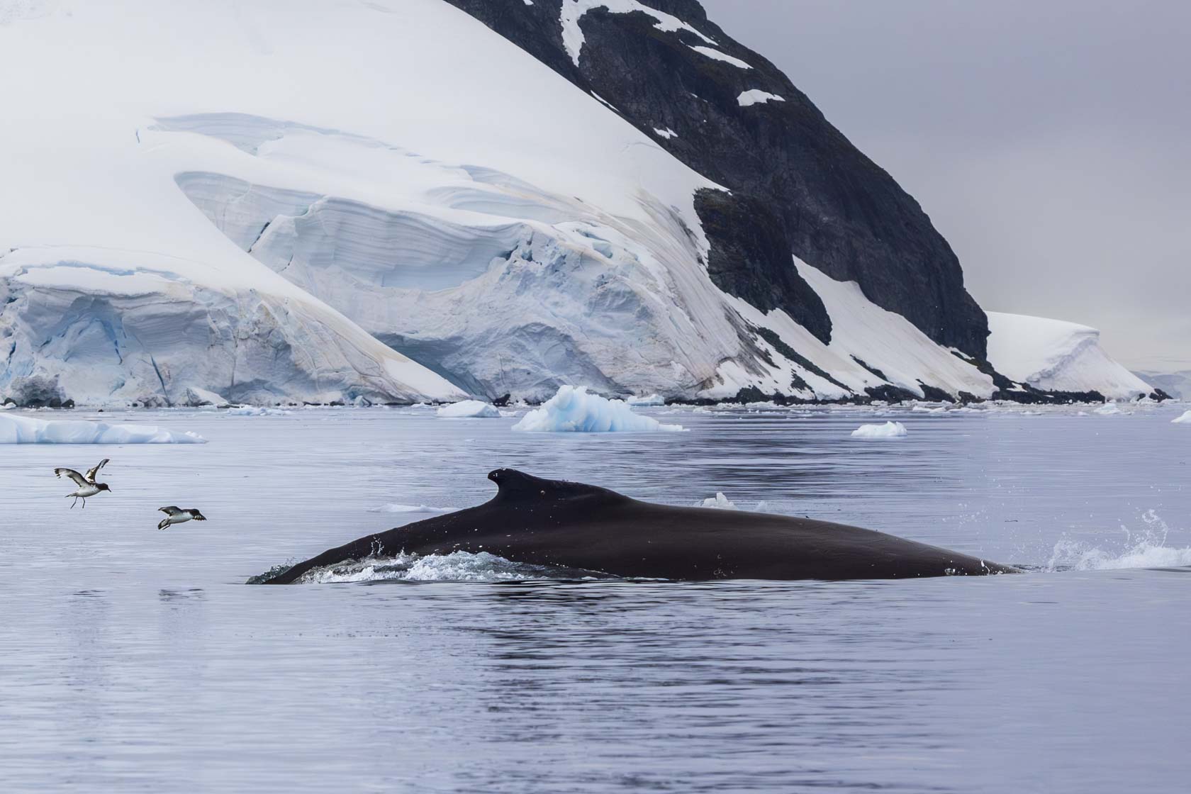 鯨が眠る海 The Sea Where Whales Sleep | aomi3 now